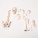Real Human Half Skeleton