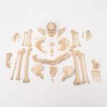 Real Human Skeleton – Disarticulated – 3600 g