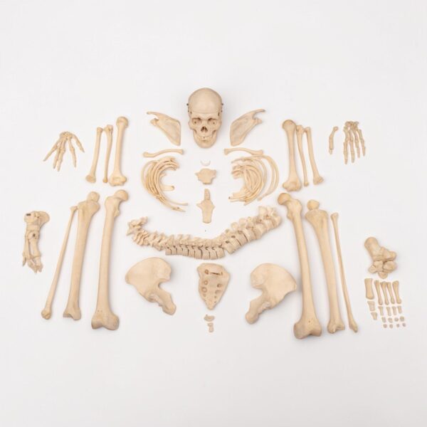 Real Human Skeleton – Disarticulated – 3600 g