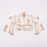 Real Human Skeleton – Disarticulated – 3800 g