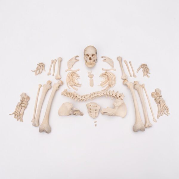 Real Human Skeleton – Disarticulated – 3800 g