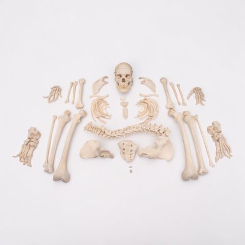 Real Human Skeleton - Disarticulated