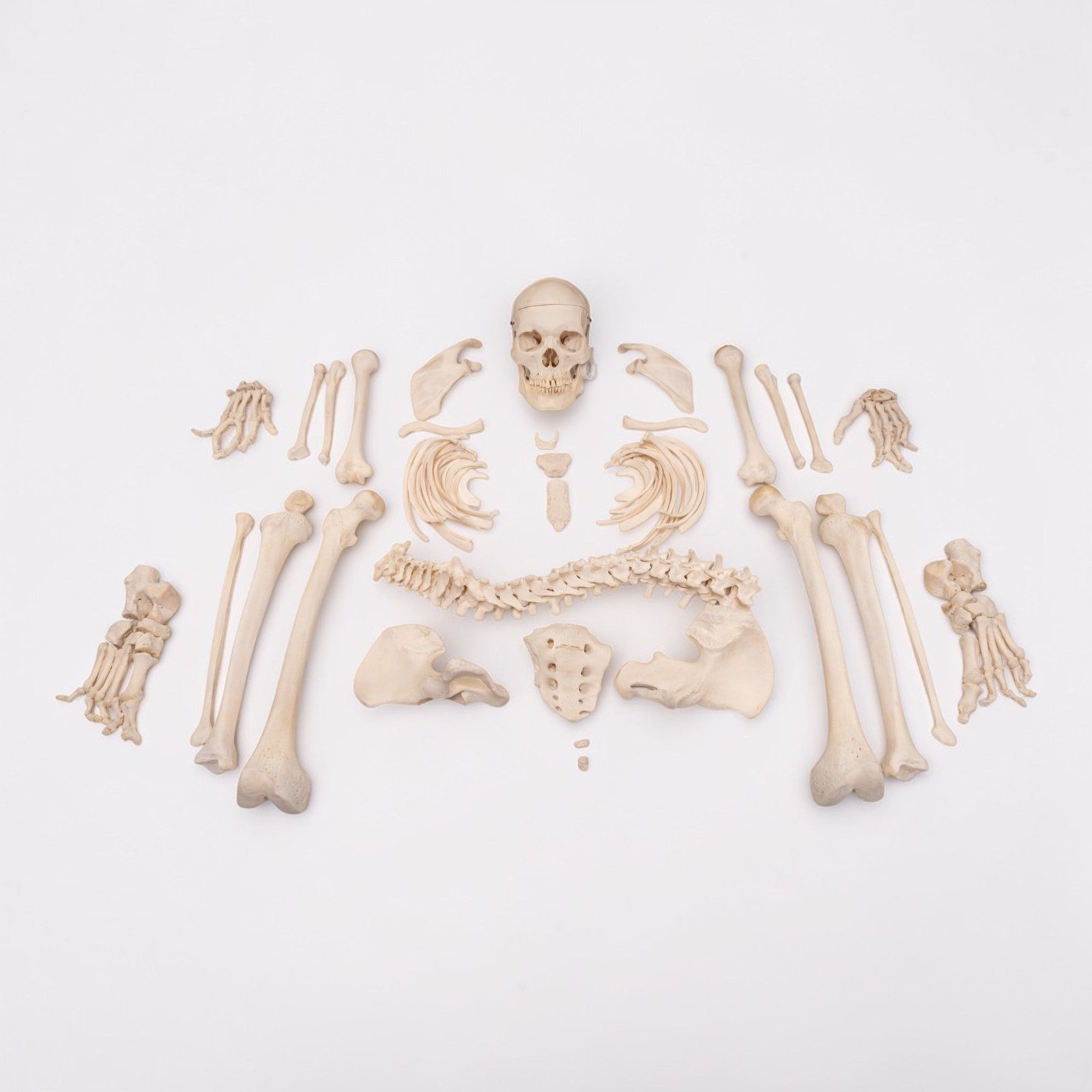 Real Human Skeleton - Disarticulated