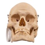 Real Human Skeleton – Disarticulated – 3600 g