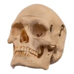 Real Human Skeleton – Disarticulated – 3600 g