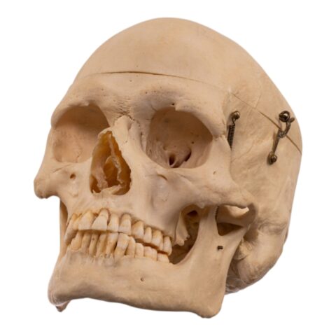 Real Human Skeleton - Disarticulated - 3600 g