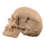 Real Human Skeleton – Disarticulated – 3600 g