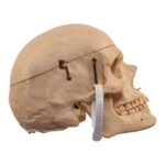 Real Human Skeleton – Disarticulated – 3600 g