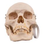 Real Human Half Skeleton