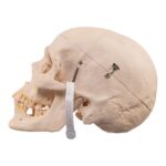 Real Human Half Skeleton