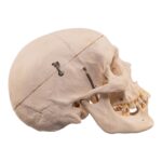 Real Human Half Skeleton