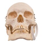 Real Human Skeleton – Disarticulated – 3800 g