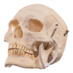 Real Human Skeleton – Disarticulated – 3800 g