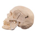 Real Human Skeleton – Disarticulated – 3800 g