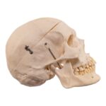 Real Human Skeleton – Disarticulated – 3800 g