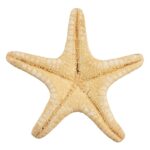 Real Horned Sea Star