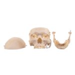 Real Human Skeleton – Disarticulated – 3800 g