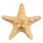 Real Horned Sea Star