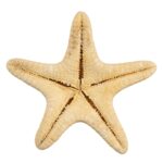 Real Horned Sea Star