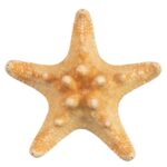 Real Horned Sea Star