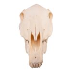 Real Horse Skull