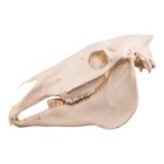 Real Horse Skull