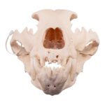 Real Kodiak Grizzly Bear Skull