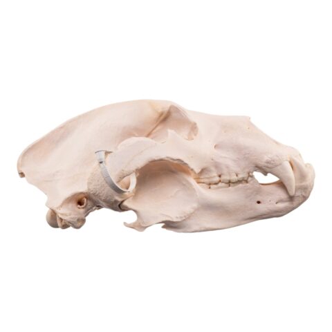 Real Kodiak Grizzly Bear Skull