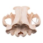 Real Kodiak Grizzly Bear Skull