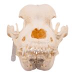 Real Domestic Dog – Saint Bernard Skull – 542 g