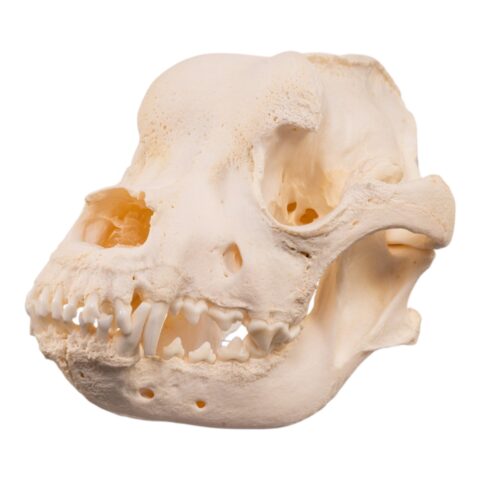 Real Domestic Dog - Saint Bernard Skull - 542 g