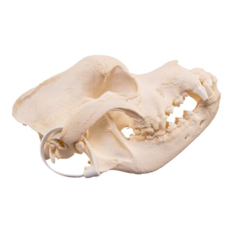 Real Domestic Dog - Saint Bernard Skull - 542 g