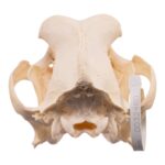 Real Domestic Dog – Saint Bernard Skull – 542 g