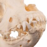 Real Domestic Dog – Saint Bernard Skull – 542 g