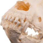 Real Domestic Dog – Saint Bernard Skull – 542 g