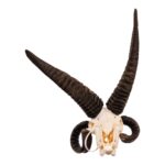 Real Four-horned Jacob Sheep Skull – 1500 g