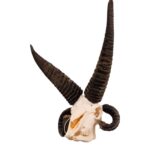 Real Four-horned Jacob Sheep Skull – 1500 g