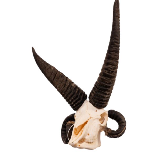 Real Four-horned Jacob Sheep Skull – 1500 g