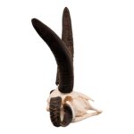 Real Four-horned Jacob Sheep Skull – 1500 g