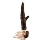 Real Four-horned Jacob Sheep Skull – 1500 g