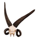 Real Four-horned Jacob Sheep Skull – 1500 g