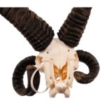 Real Four-horned Jacob Sheep Skull – 1500 g