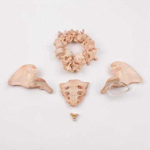 Real Human Spine, Sacrum, Ilium and Coccyx