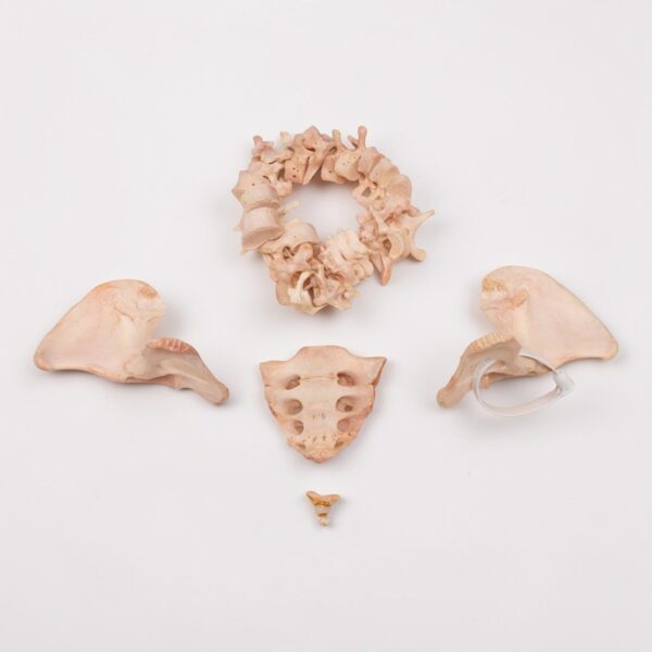 Real Human Spine, Sacrum, Ilium and Coccyx
