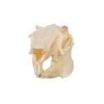 Real Antelope Jackrabbit Skull