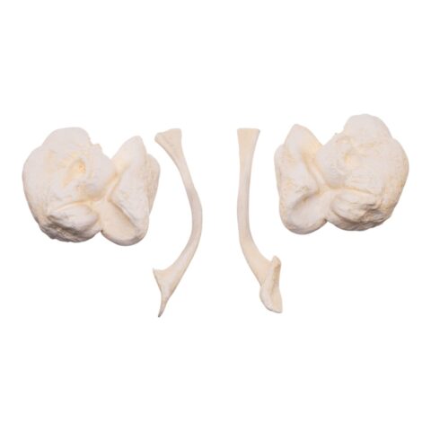 Replica Orca Ear Bones