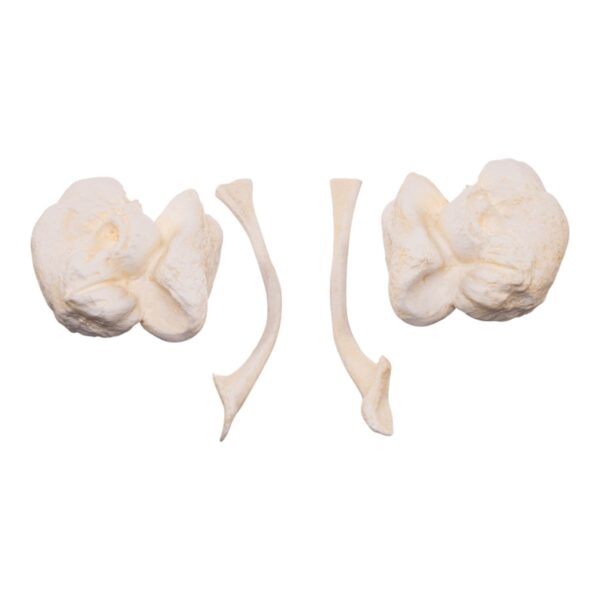 Replica Orca Ear Bones
