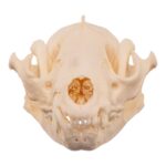 Real American Badger Skull – Pathology