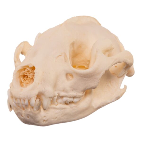 Real American Badger Skull – Pathology