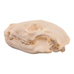 Real American Badger Skull – Pathology